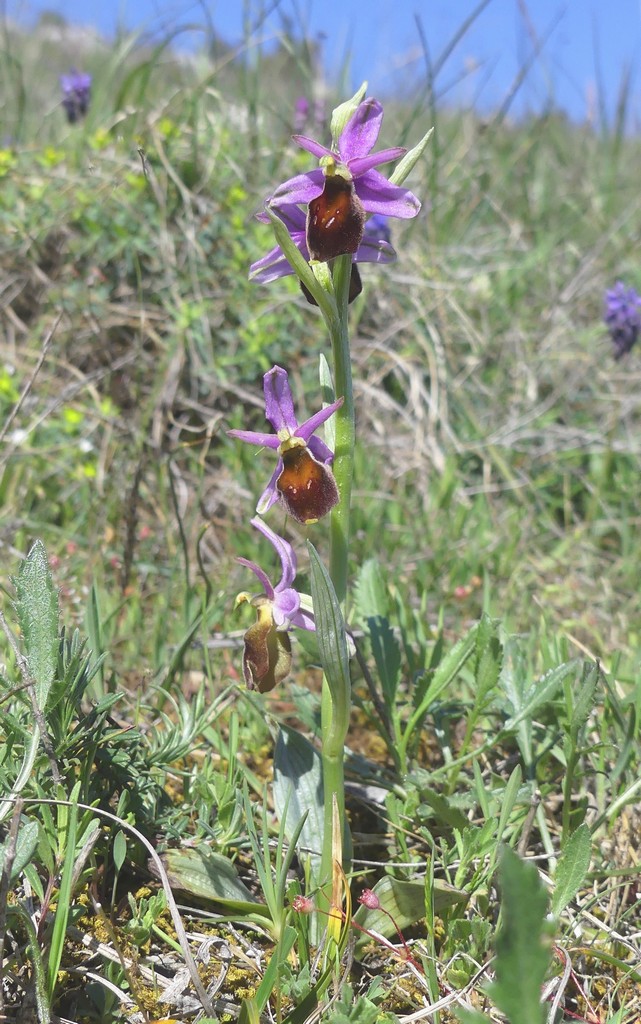 Ophrys crabronifera nellAbruzzo aquilano - aprile  2022.